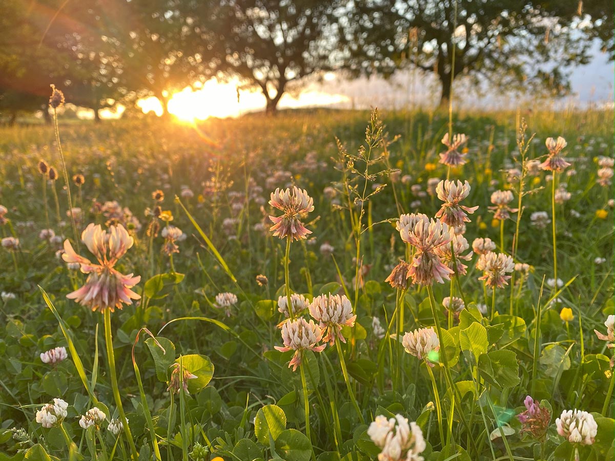 clover sunset