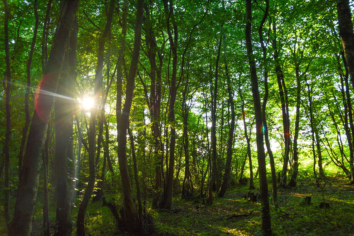 elmshott woodland sun