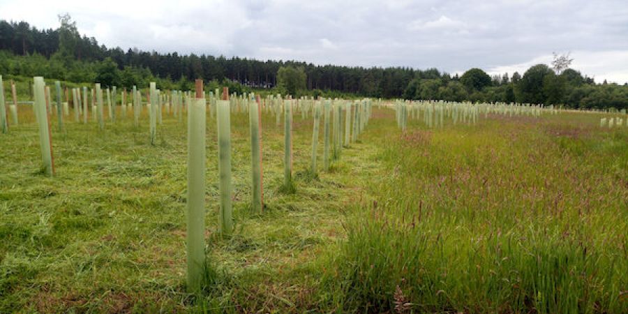 woodland planting